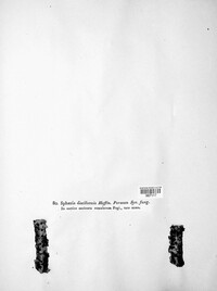 Diatrype disciformis image